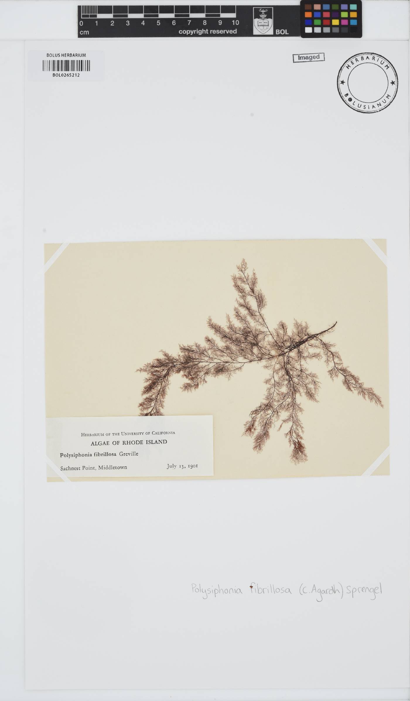 Leptosiphonia fibrillosa image