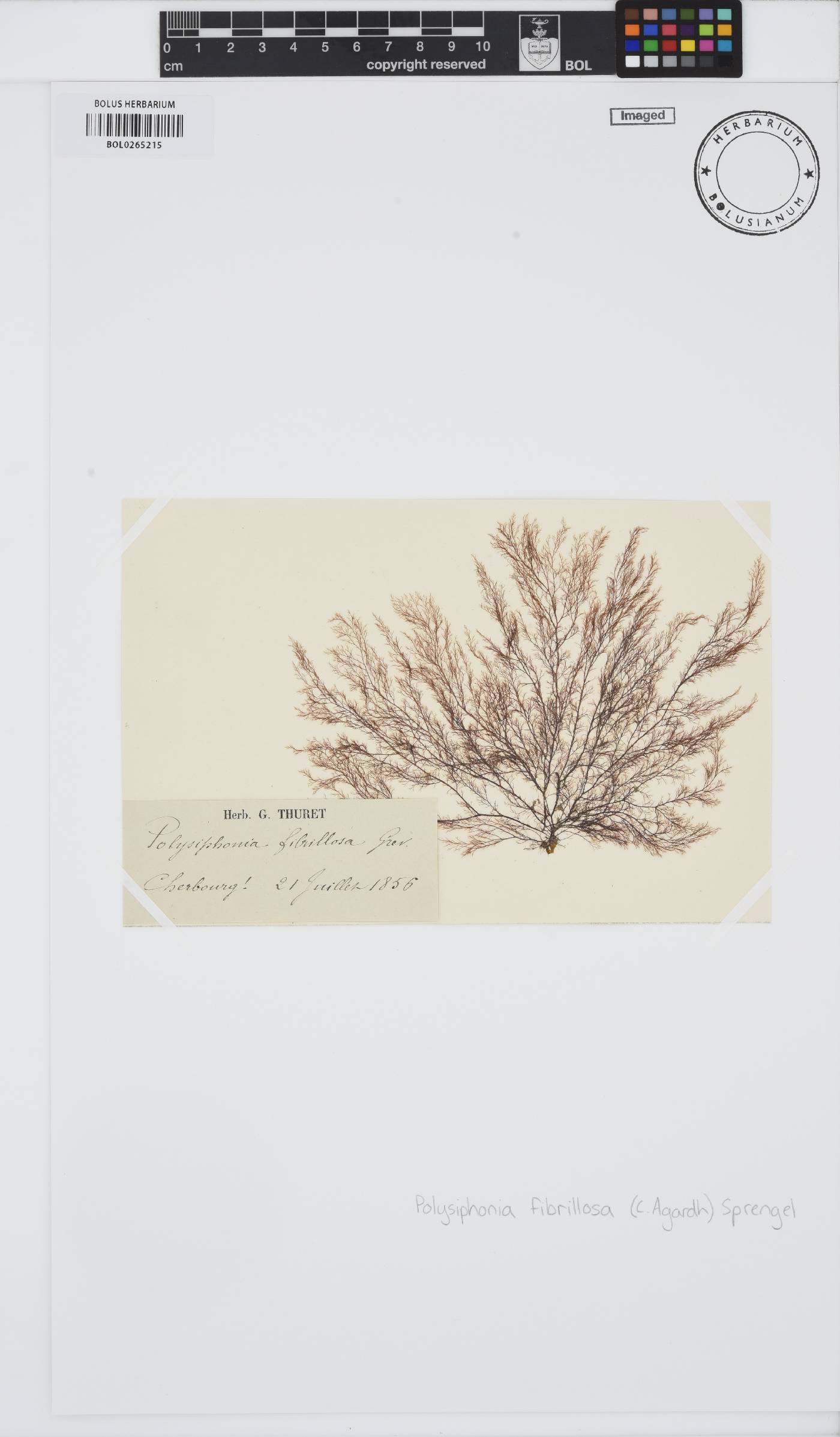 Leptosiphonia fibrillosa image
