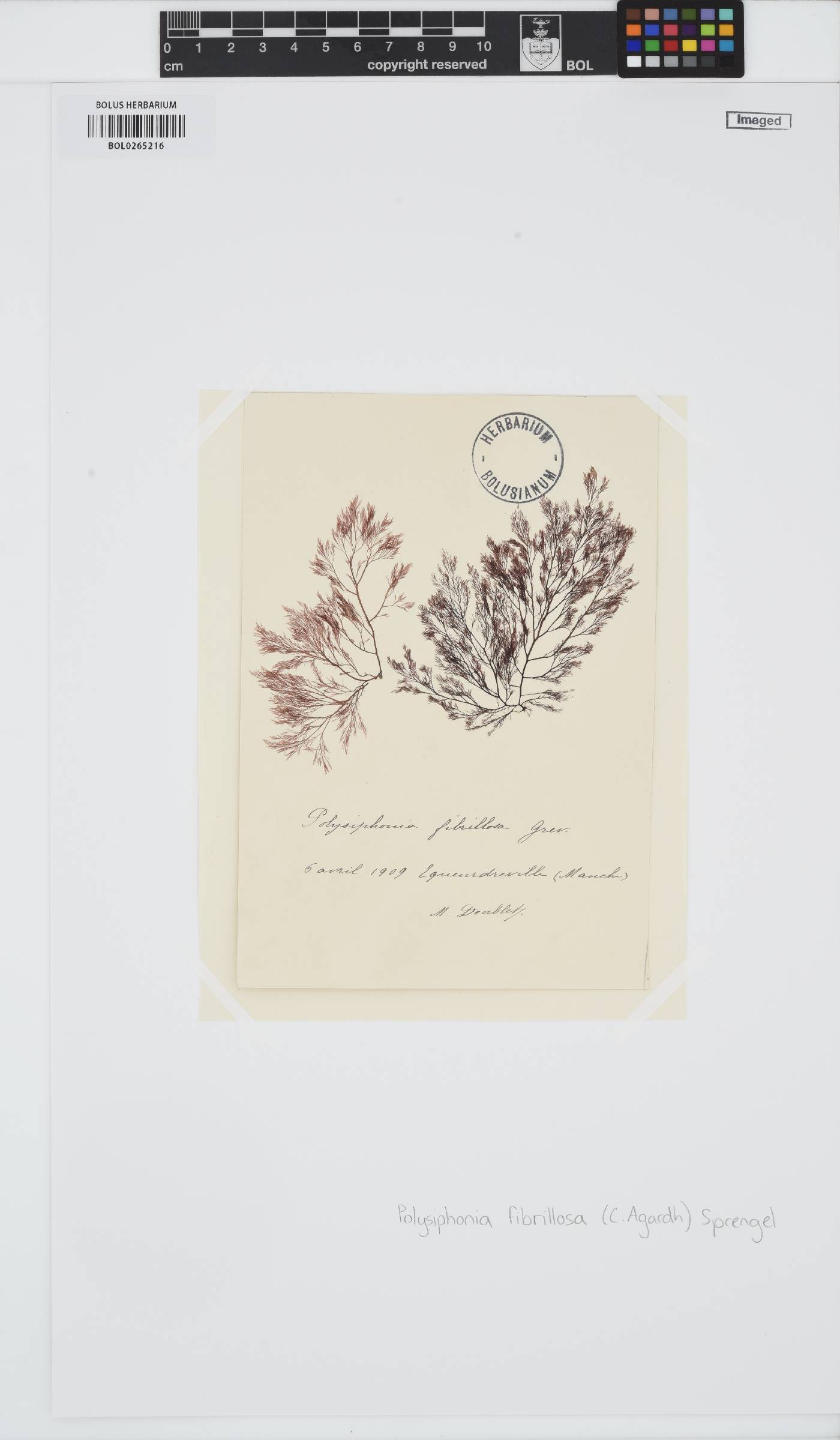 Leptosiphonia fibrillosa image