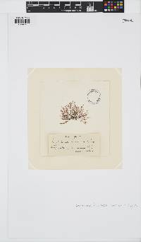 Melanothamnus ferulaceus image