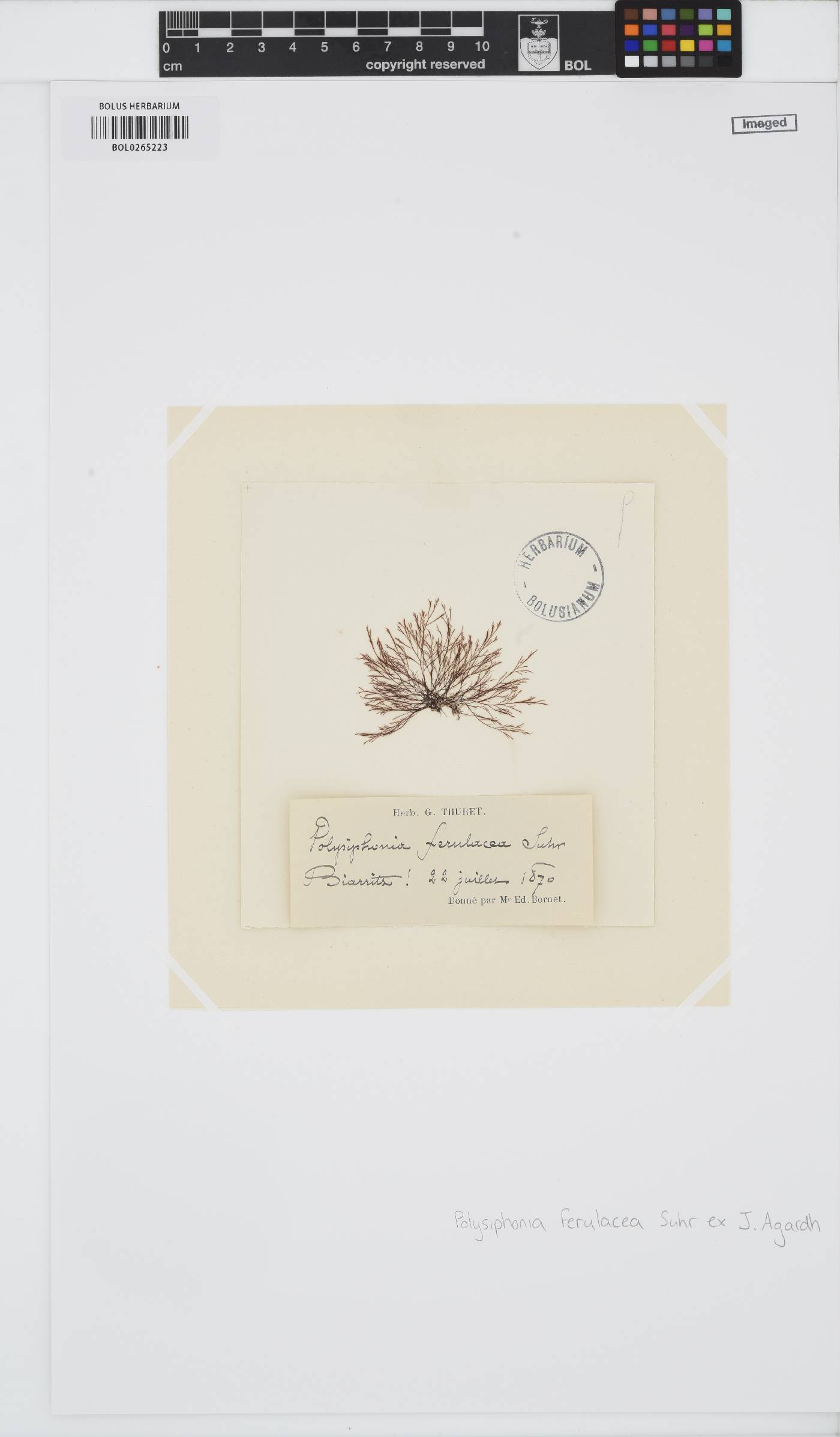 Melanothamnus ferulaceus image
