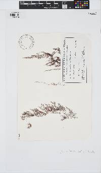 Leptosiphonia brodiei image