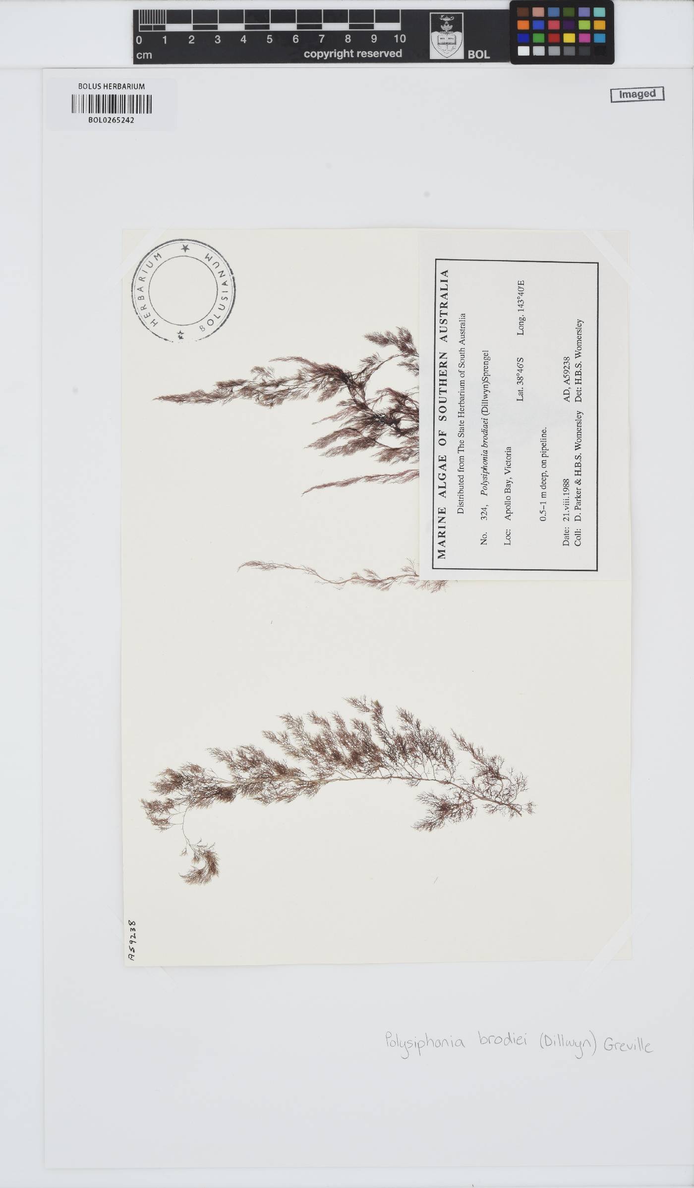 Leptosiphonia brodiei image