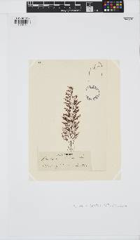 Leptosiphonia brodiei image
