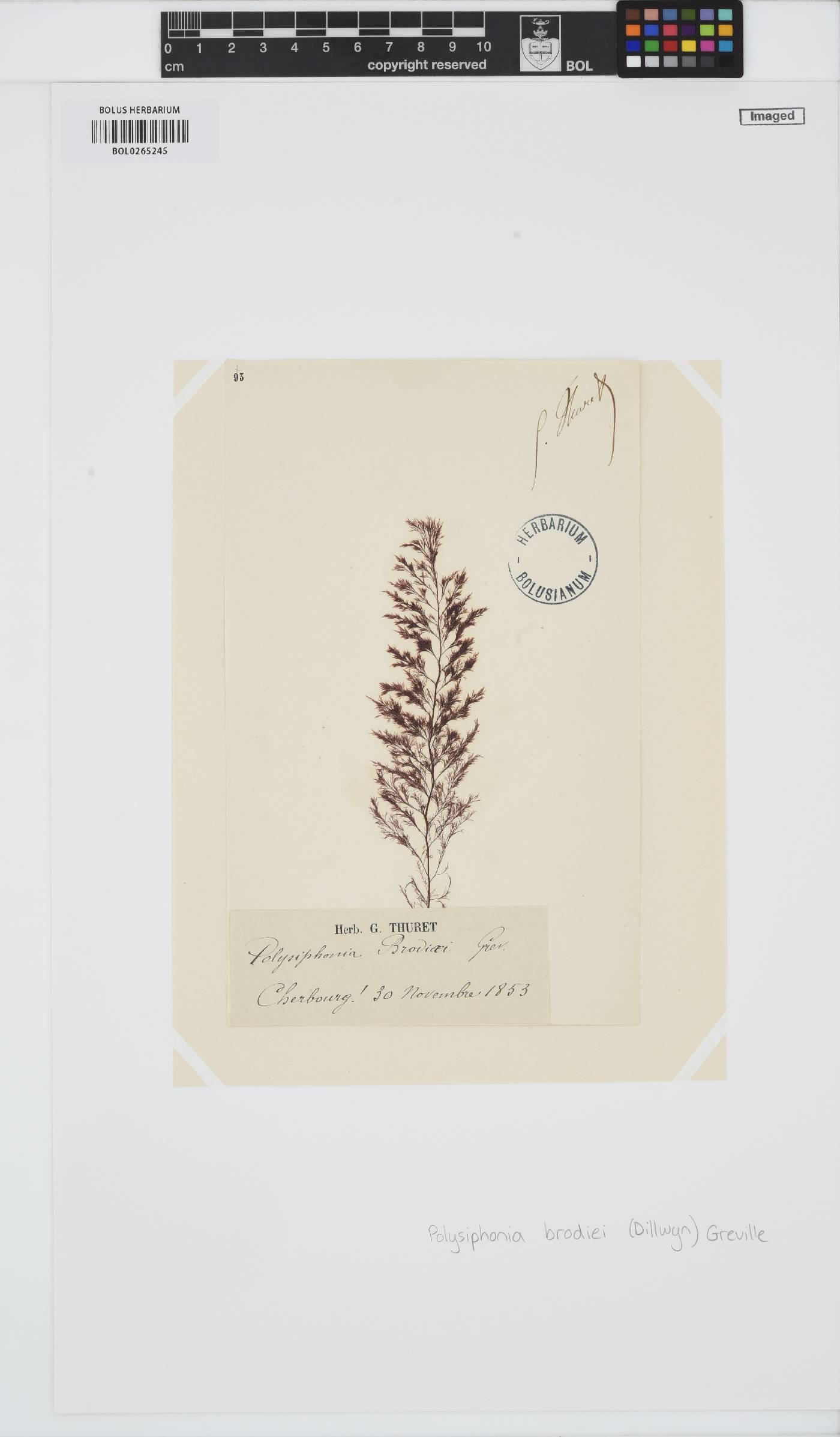 Leptosiphonia brodiei image