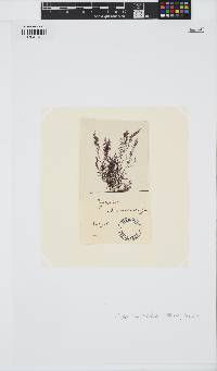Leptosiphonia brodiei image