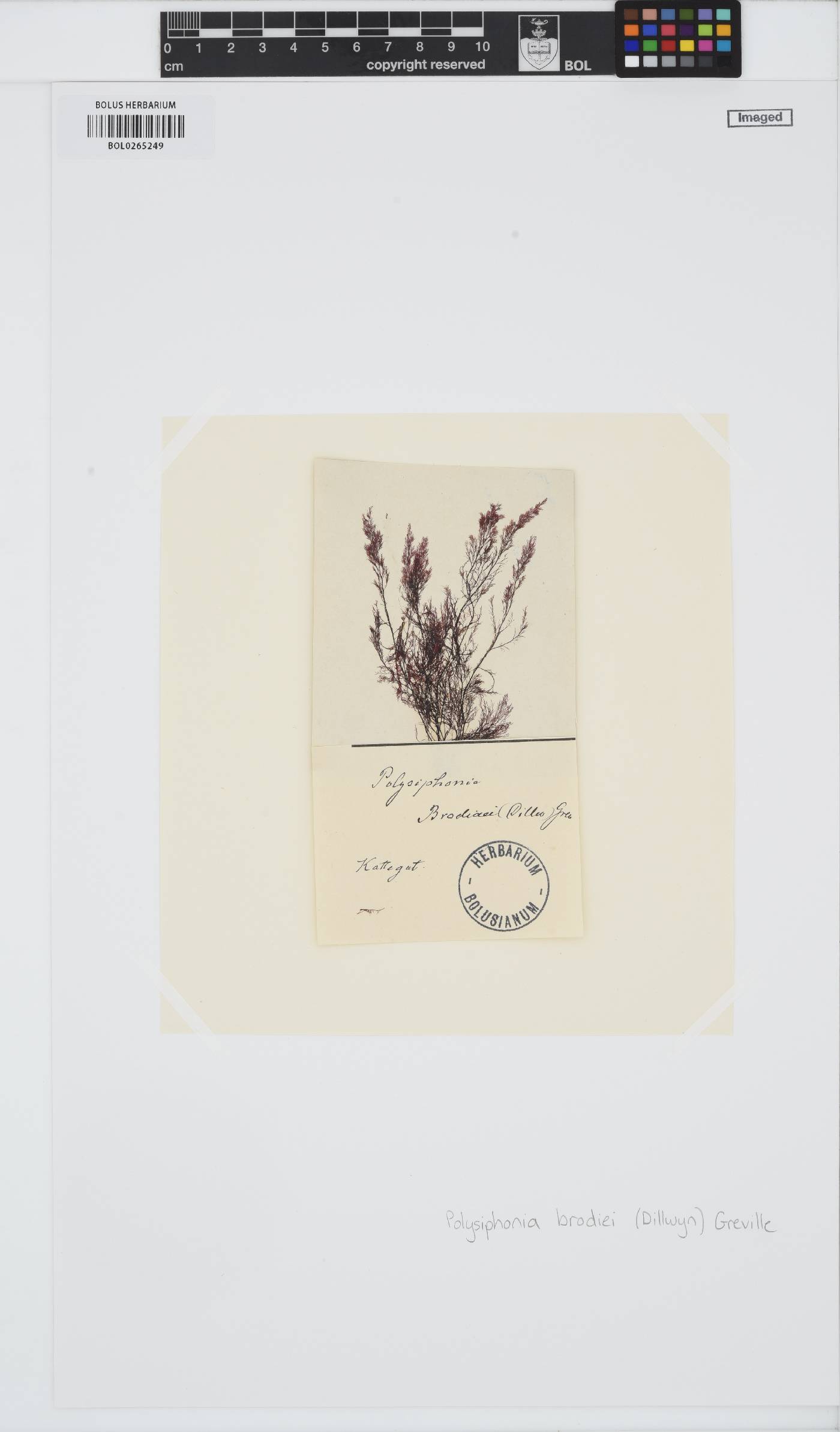 Leptosiphonia brodiei image