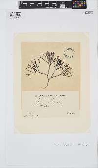 Polyides rotundus image