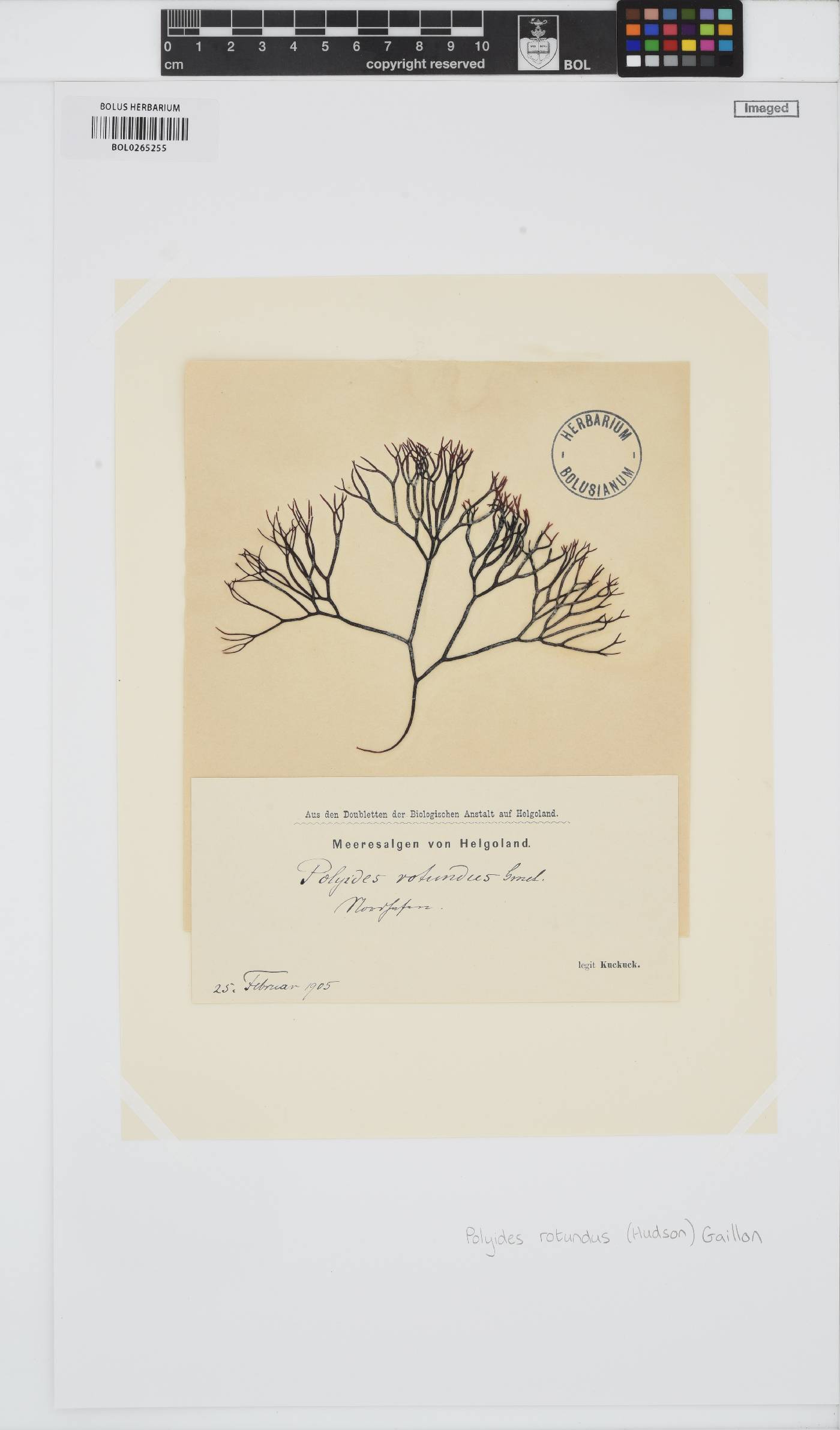 Polyidaceae image