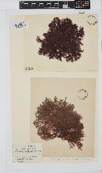 Plumaria plumosa image