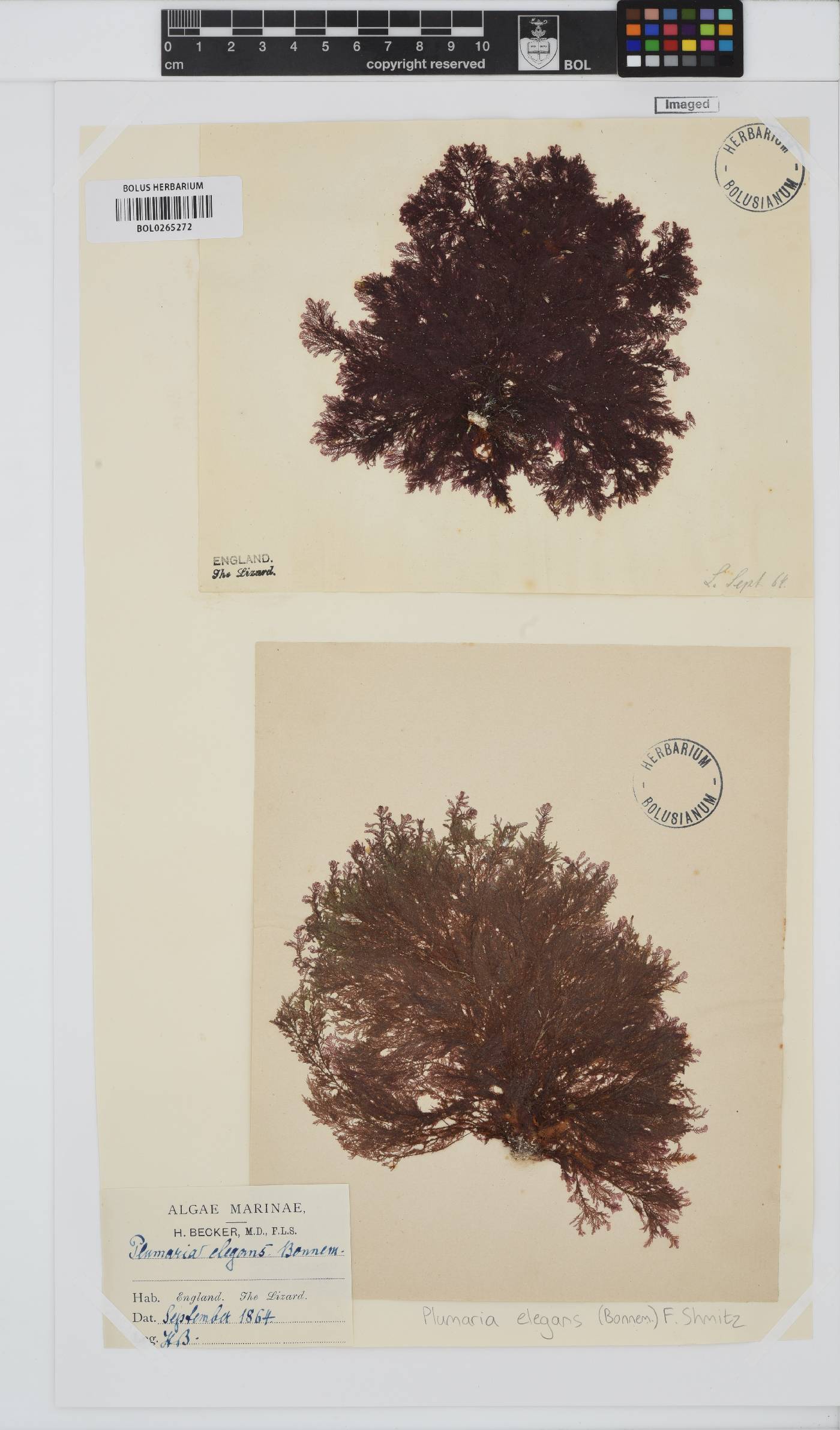 Plumaria plumosa image