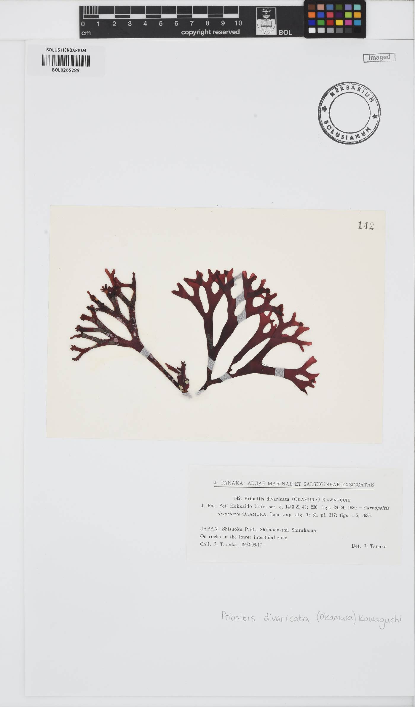 Grateloupia chiangii image