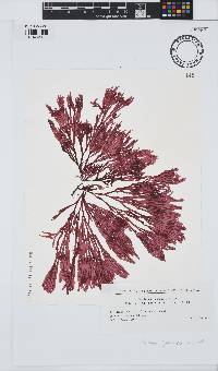 Scinaia japonica image