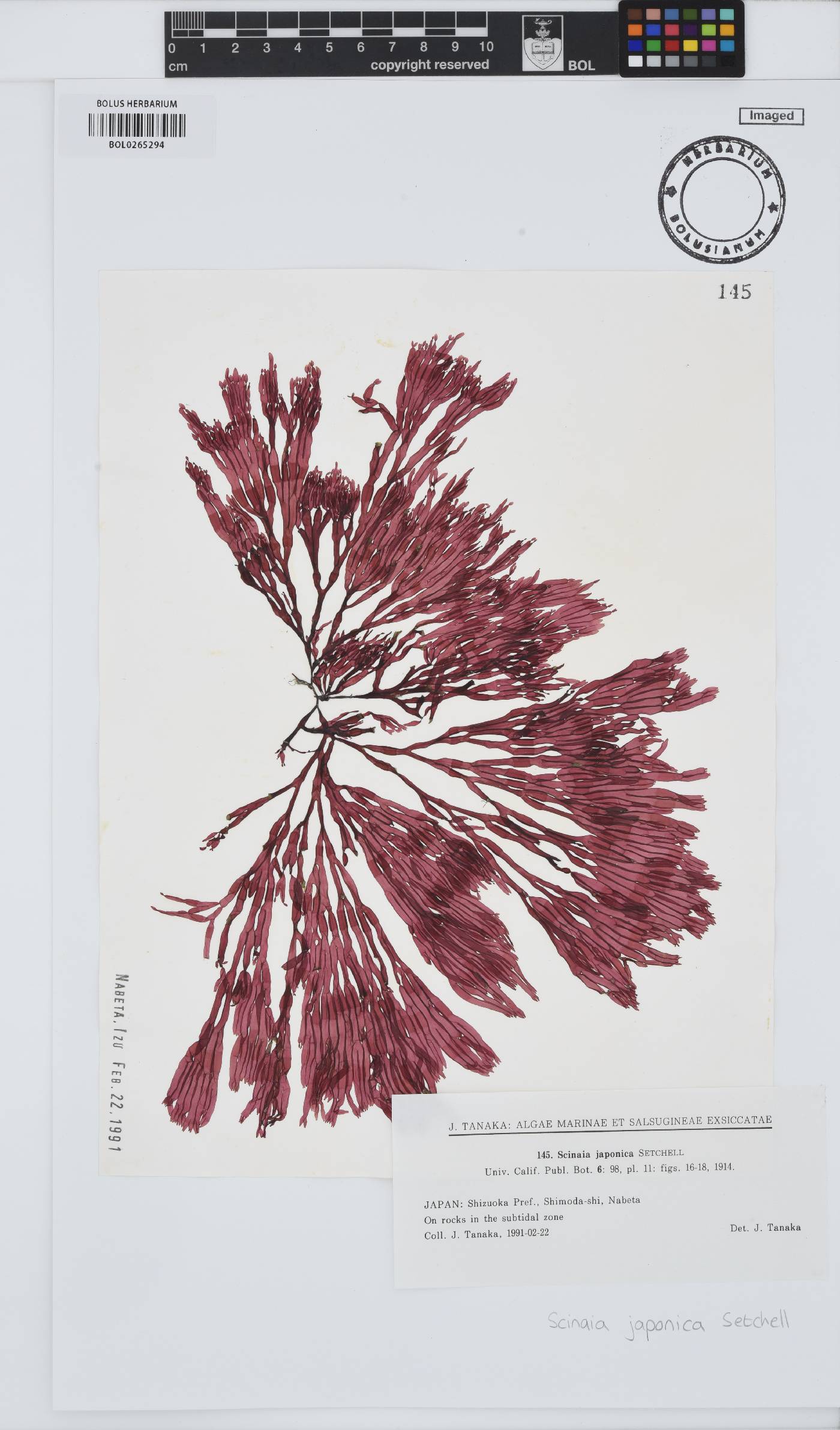 Scinaia japonica image