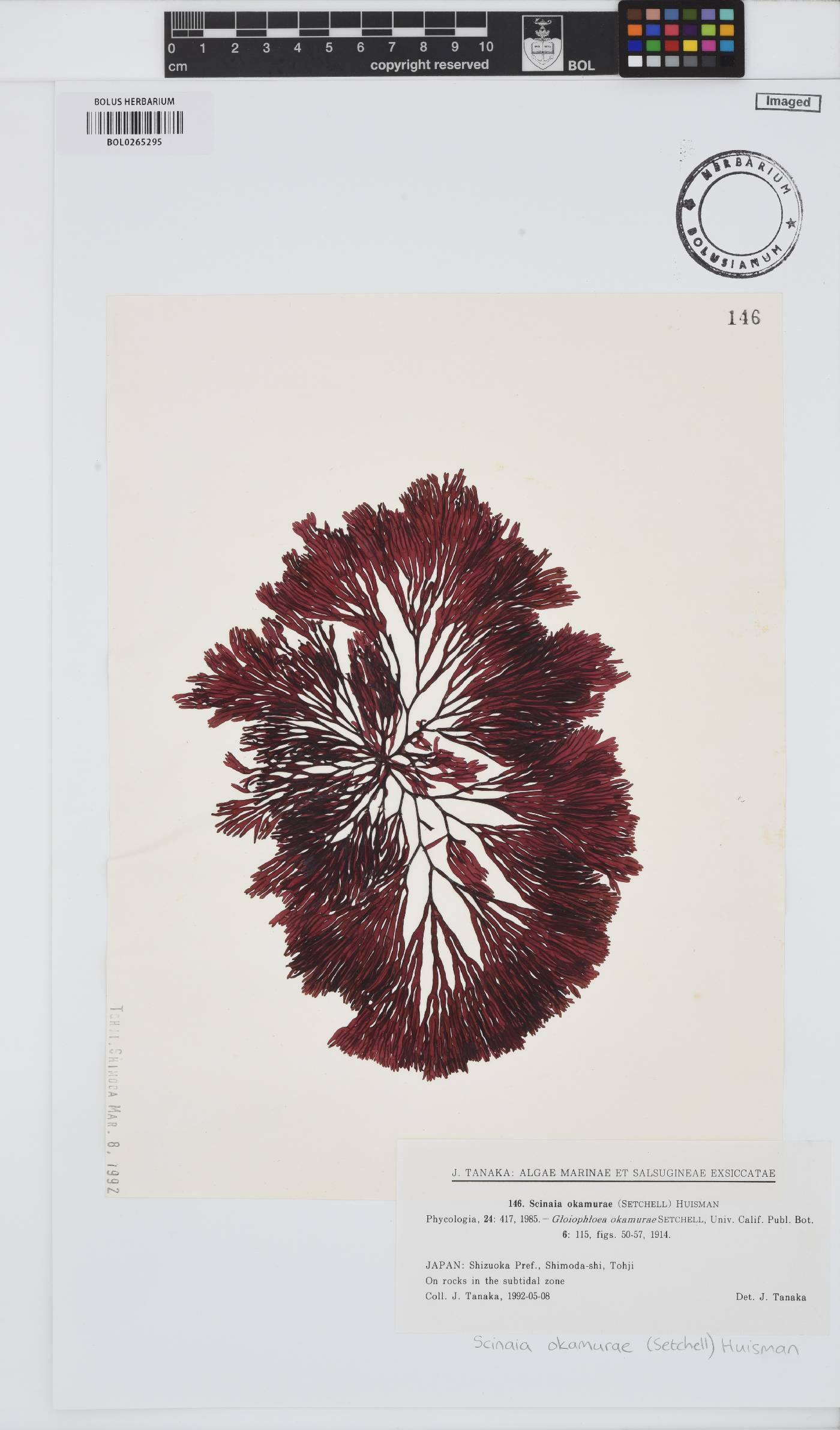 Scinaia okamurae image