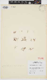 Aphanta pachyrrhiza image