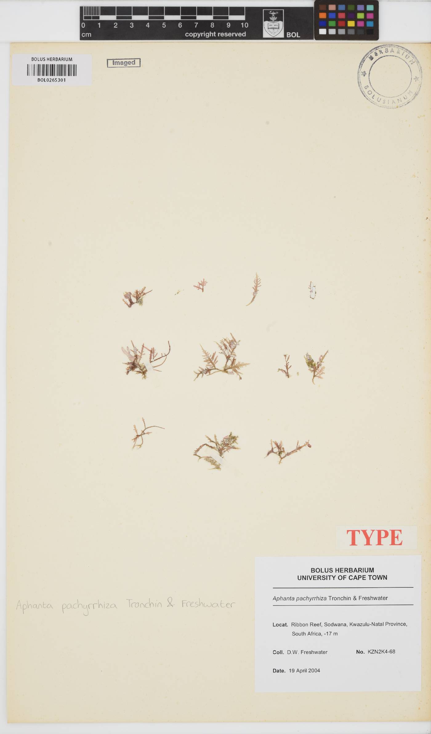 Orthogonacladiaceae image