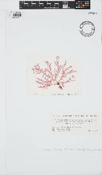 Plocamium telfairiae image
