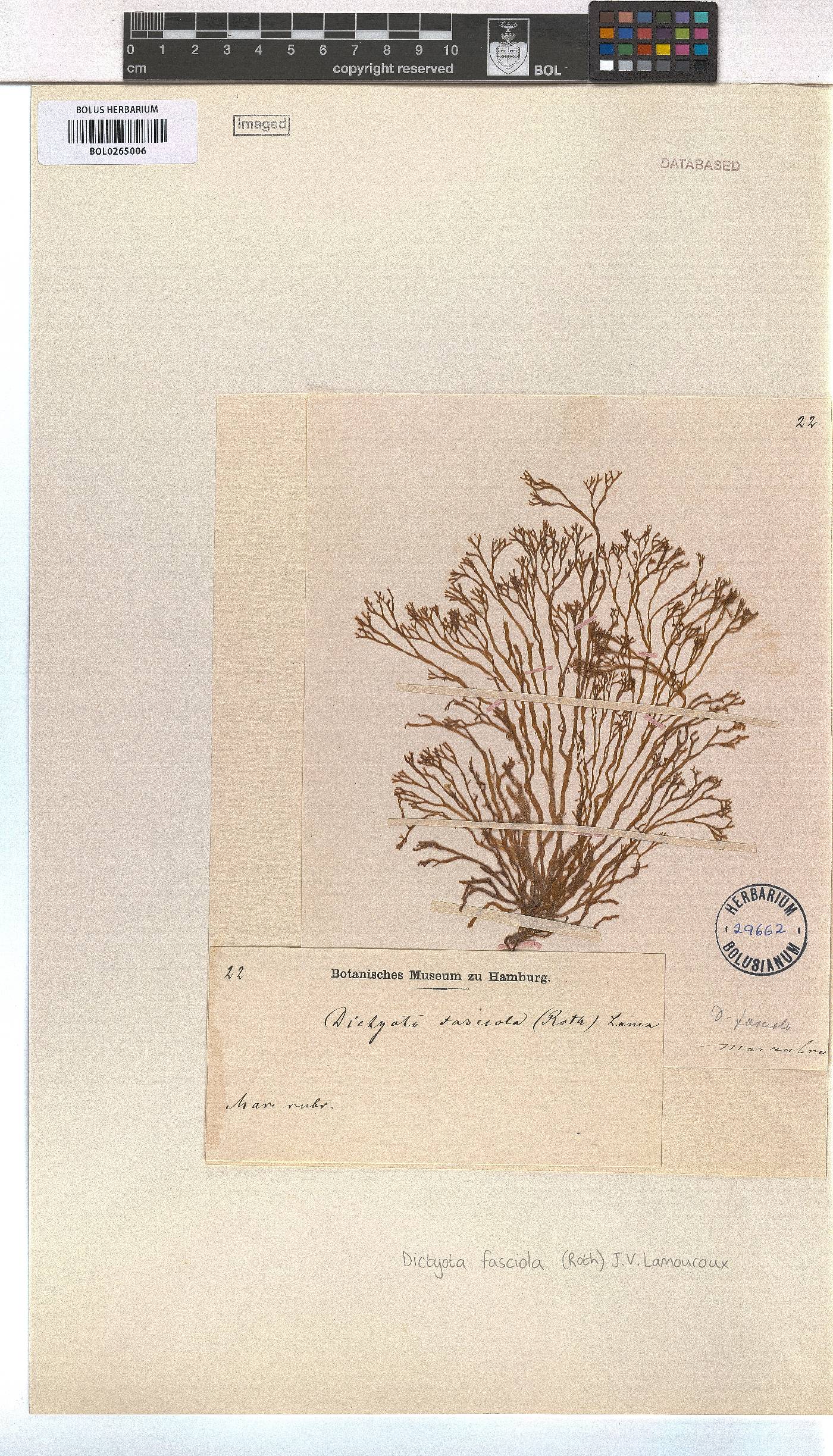 Dictyota fasciola image