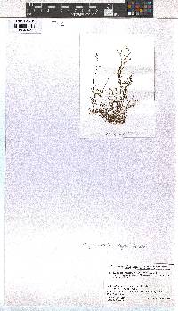 Image of Dictyota implexa