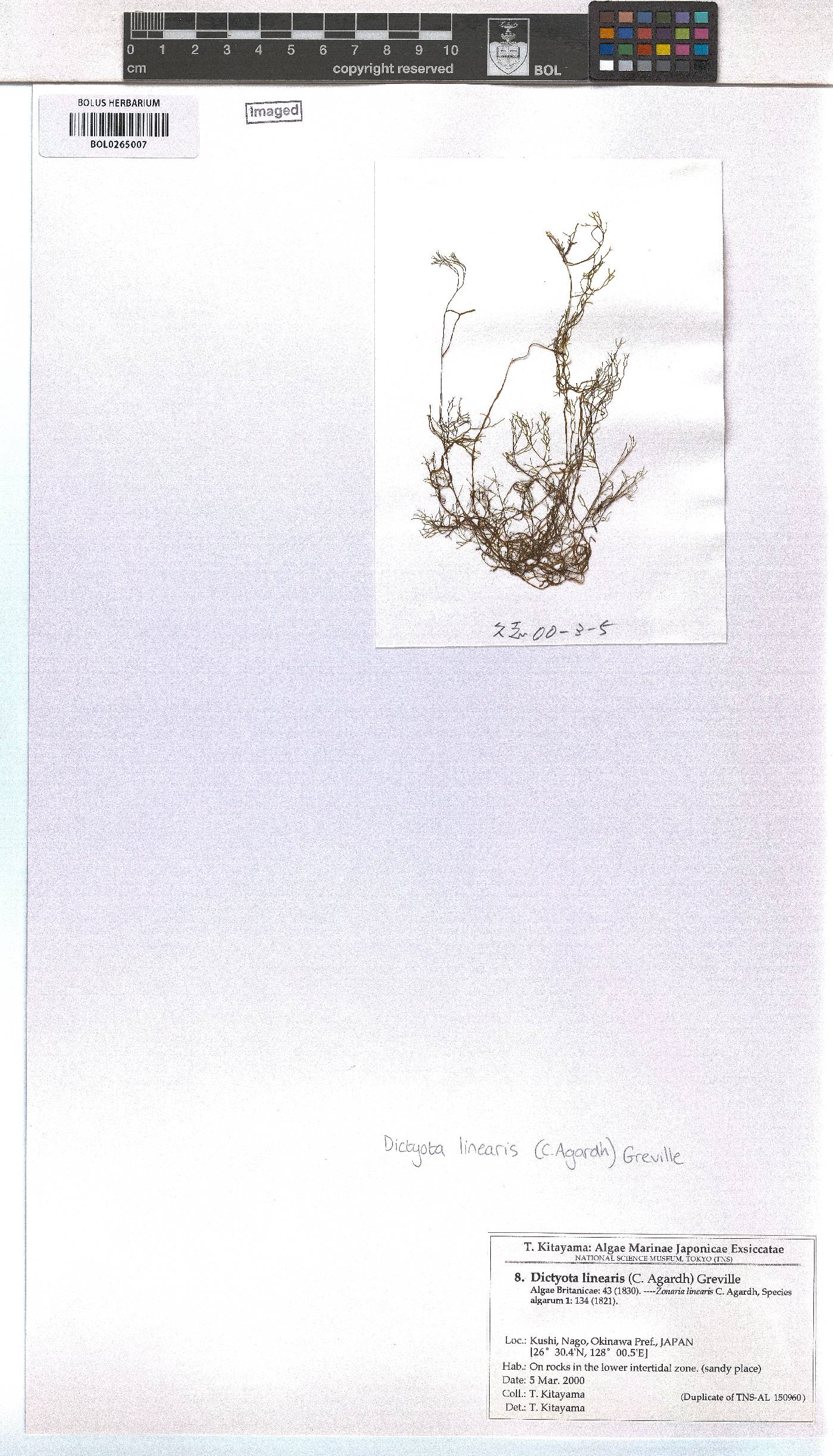 Dictyota implexa image