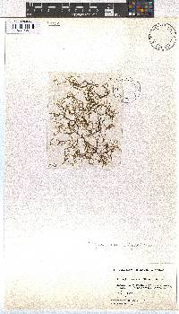 Dictyota implexa image