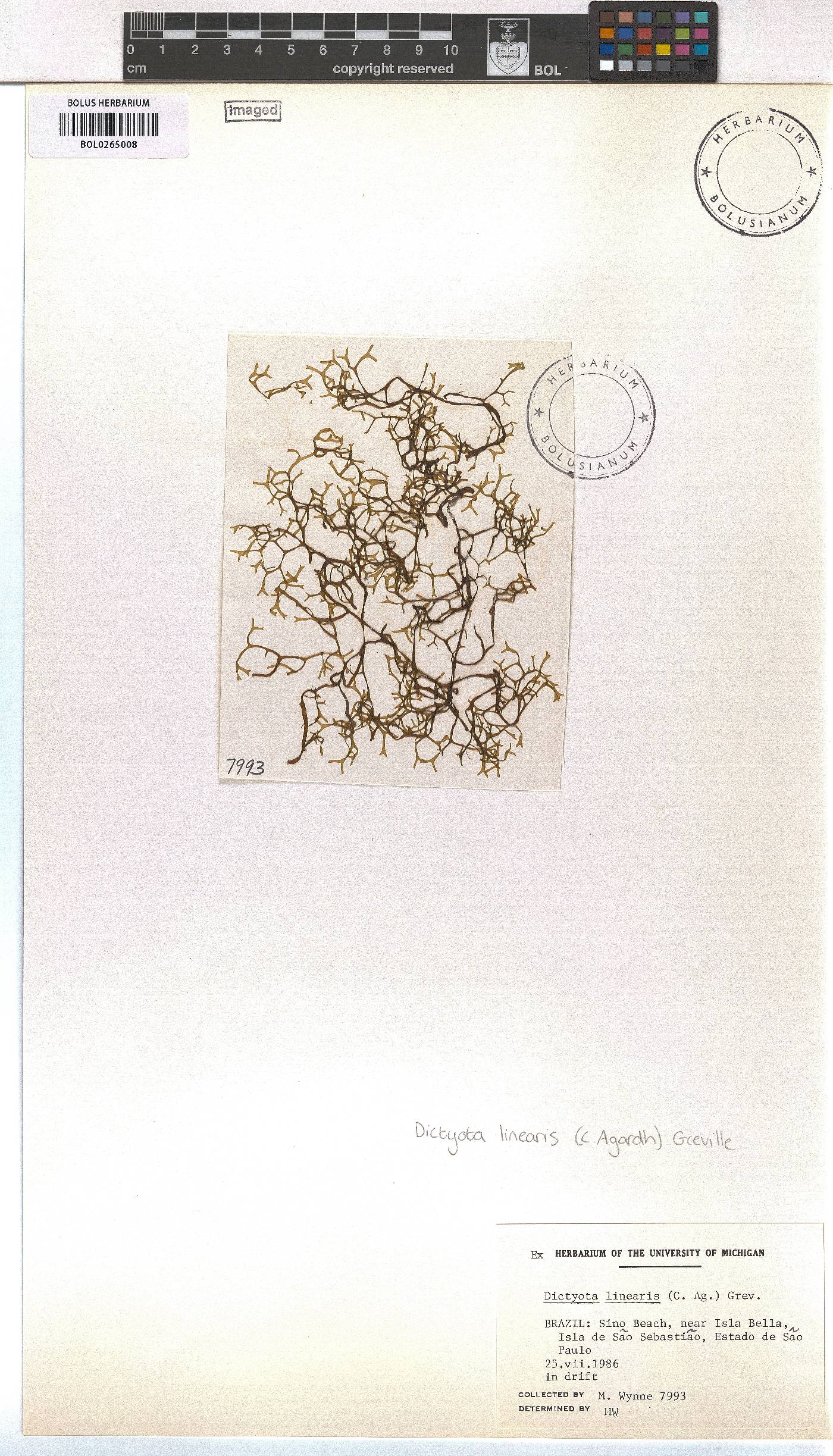 Dictyota implexa image