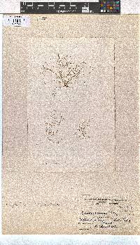 Dictyota implexa image