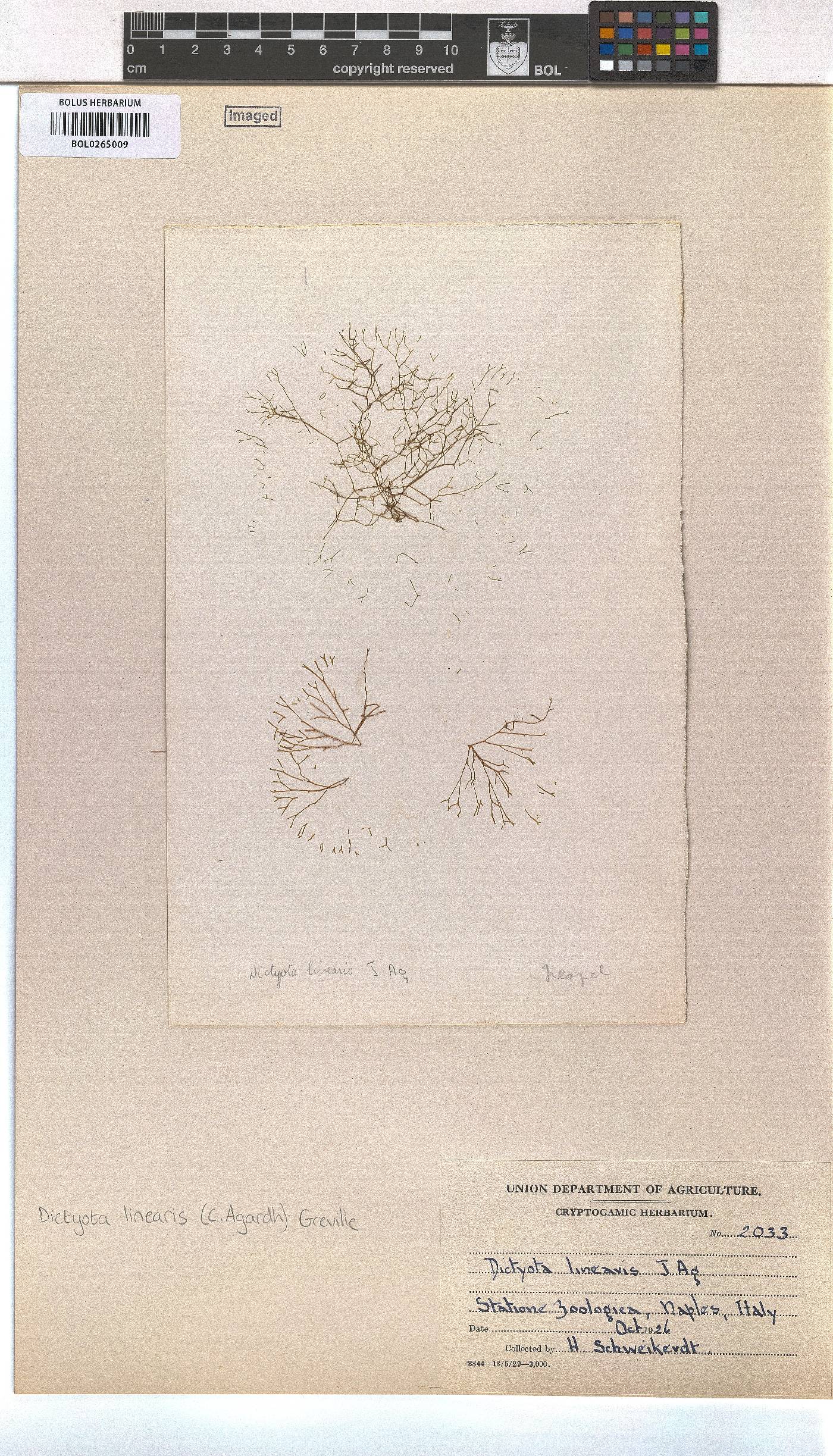 Dictyota implexa image
