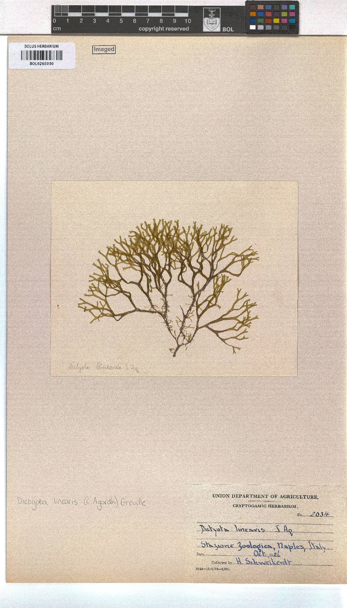 Dictyota implexa image