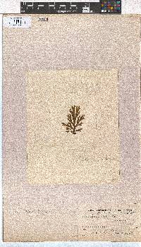 Dictyota liturata image