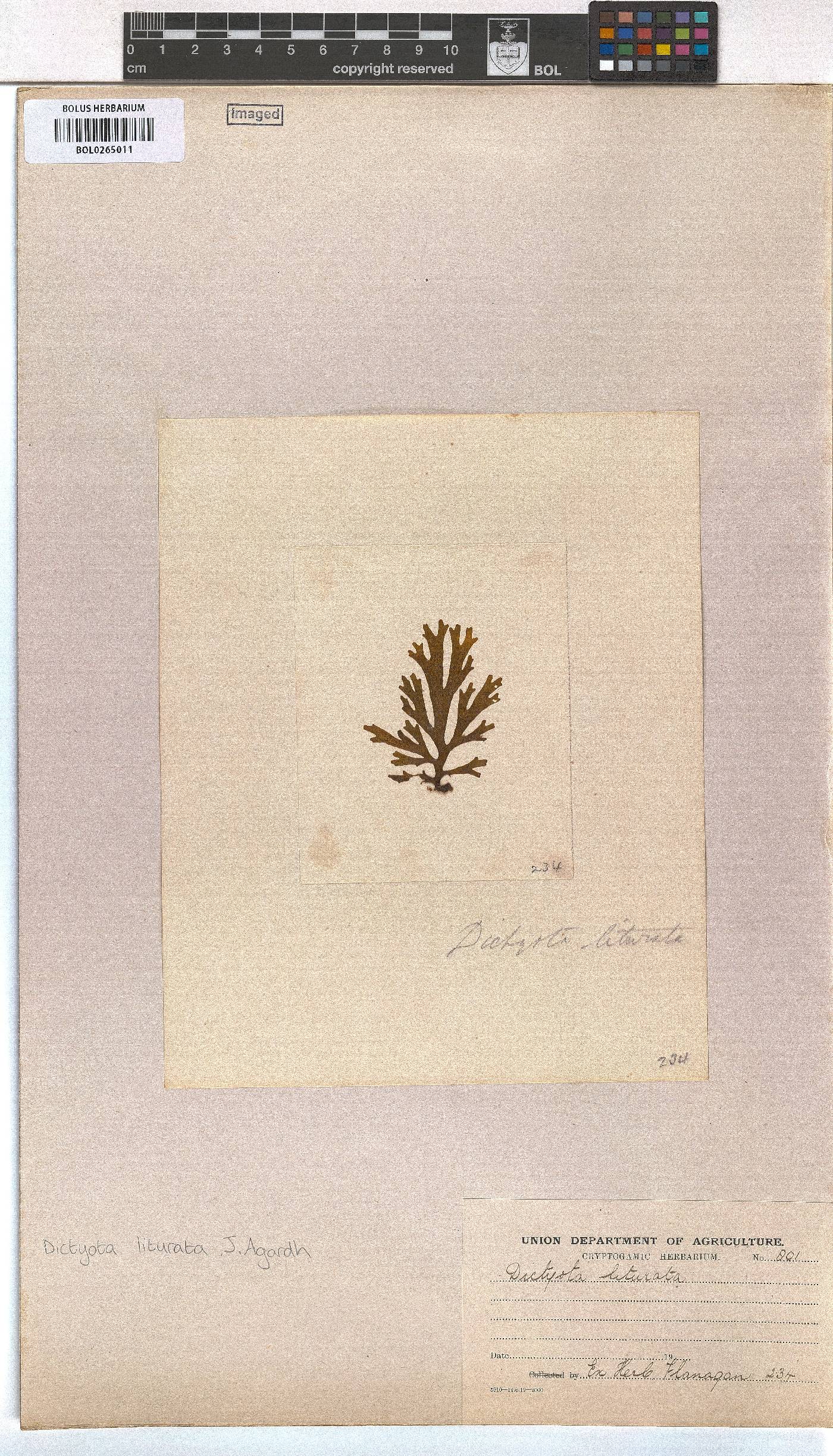 Dictyota liturata image