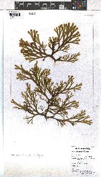 Dictyota liturata image