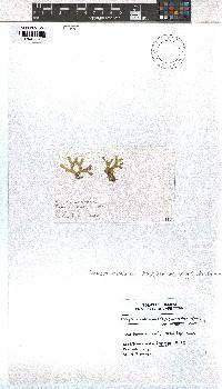Image of Dictyota menstrualis