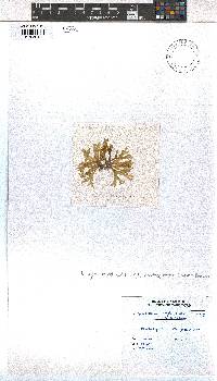Dictyota menstrualis image