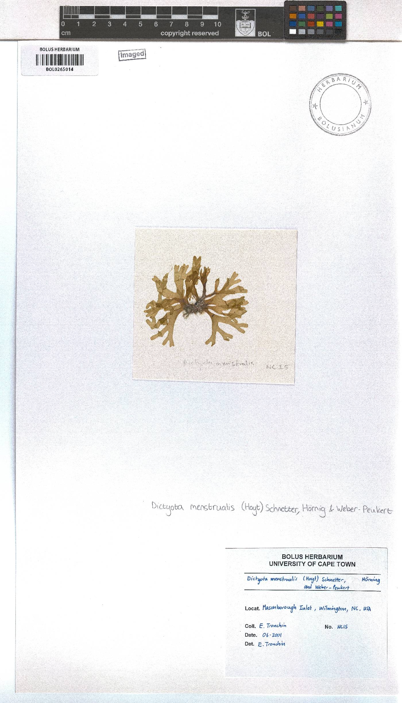 Dictyota menstrualis image