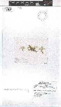 Dictyota mertensii image