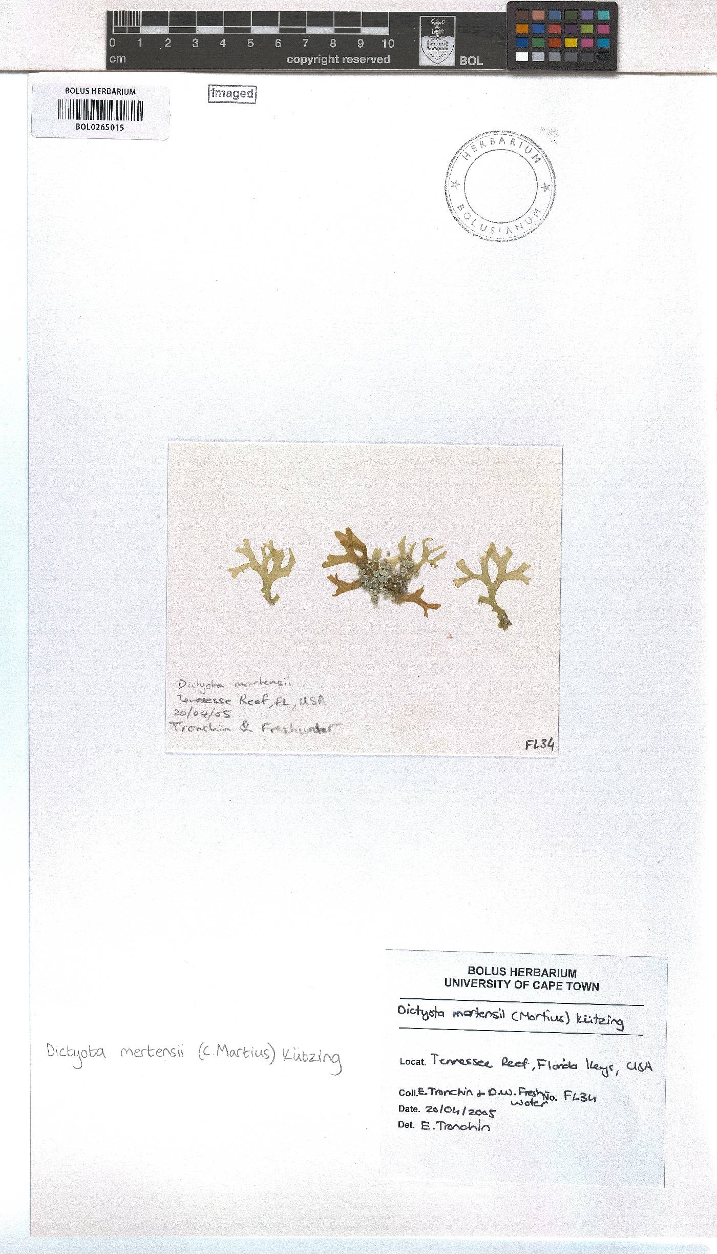 Dictyota mertensii image