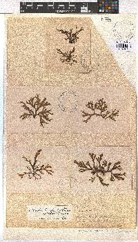 Dictyota dichotoma image
