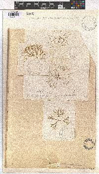 Dictyota dichotoma image