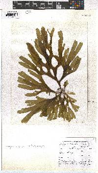 Dictyota naevosa image