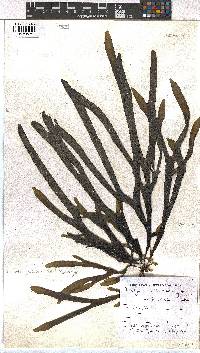 Dictyota naevosa image