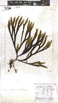Dictyota naevosa image