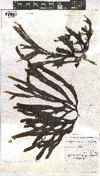 Dictyota naevosa image