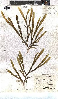Dictyota naevosa image