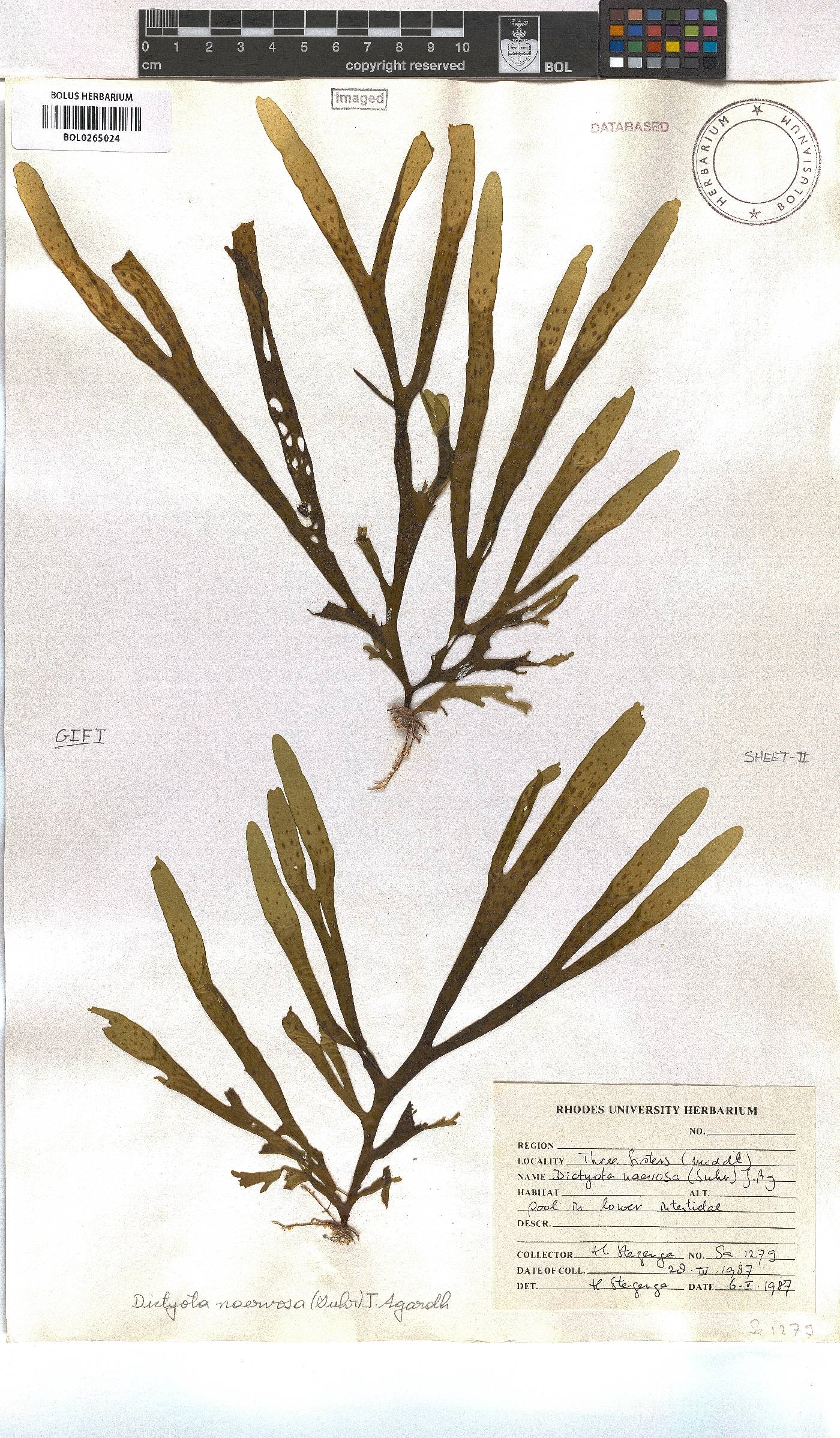 Dictyota naevosa image