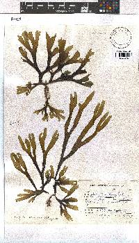 Dictyota naevosa image