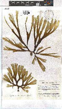 Dictyota naevosa image