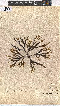 Dictyota naevosa image