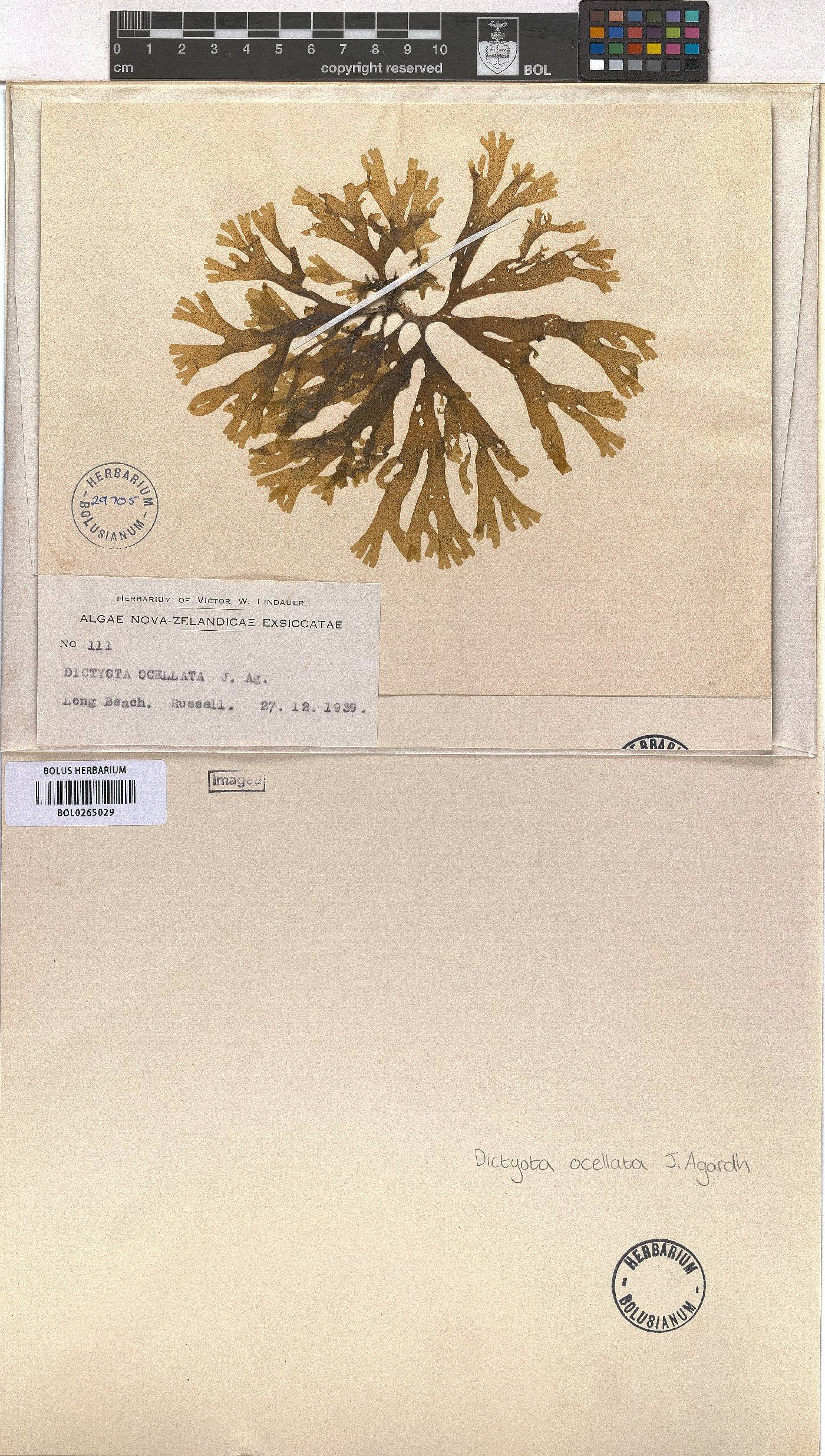 Dictyota ocellata image